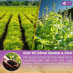 Premium Ginger Tulsi Tea Bags