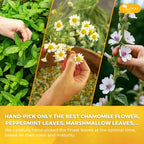 Premium Diverticulitis Tea Bags | 100% Natural Chamomile, Peppermint, Marshmallow Leaf, Wild Yam Root, Licorice & Ginger Herbal Blend