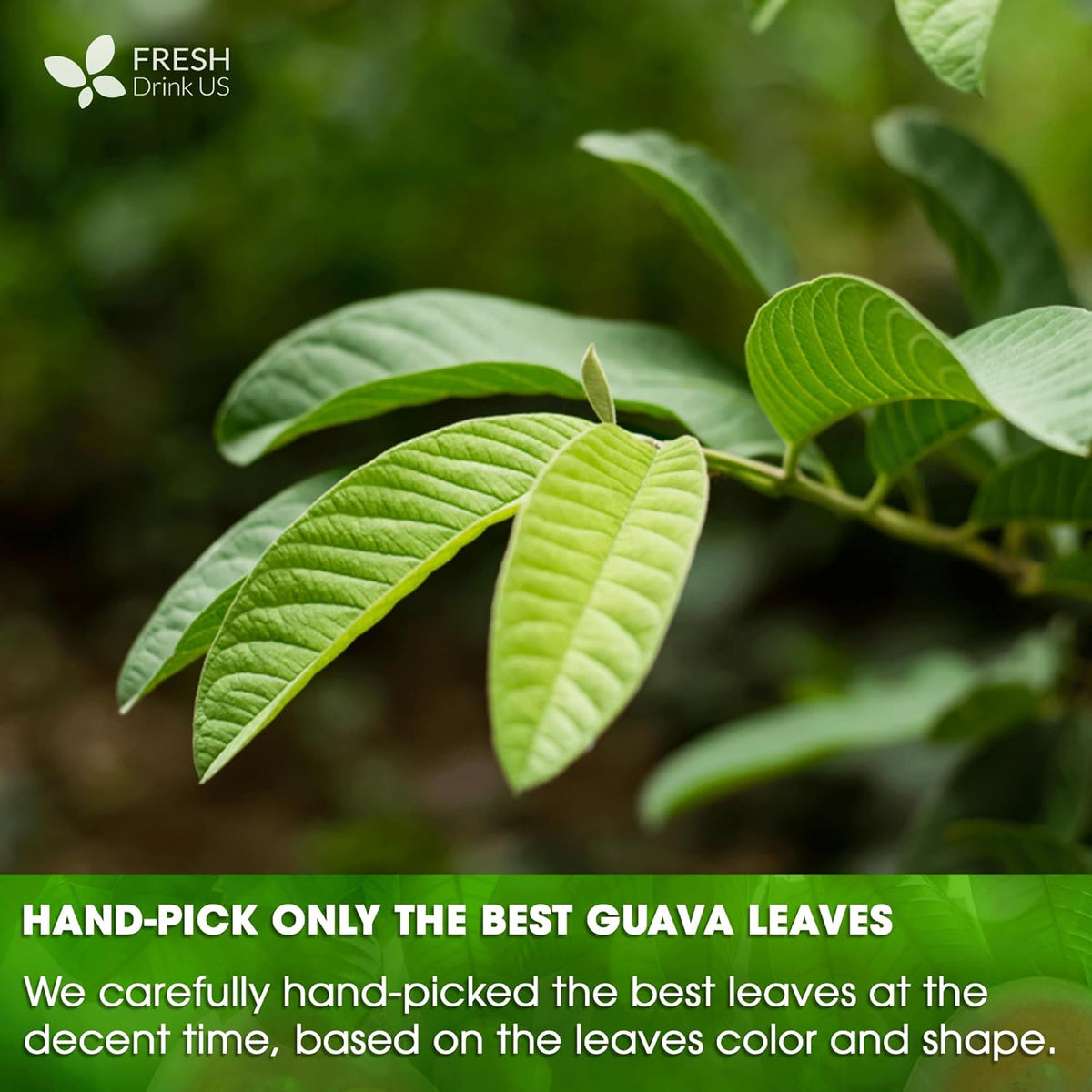 Natural Guava Leaves, Whole Dried Leaves, Cut-and-Sifted Guava leaves, 100% Pure from Guava Leaves, Natural Guava Loose Leaf Herbal Tea, No Additives, No Caffeine, Vegan