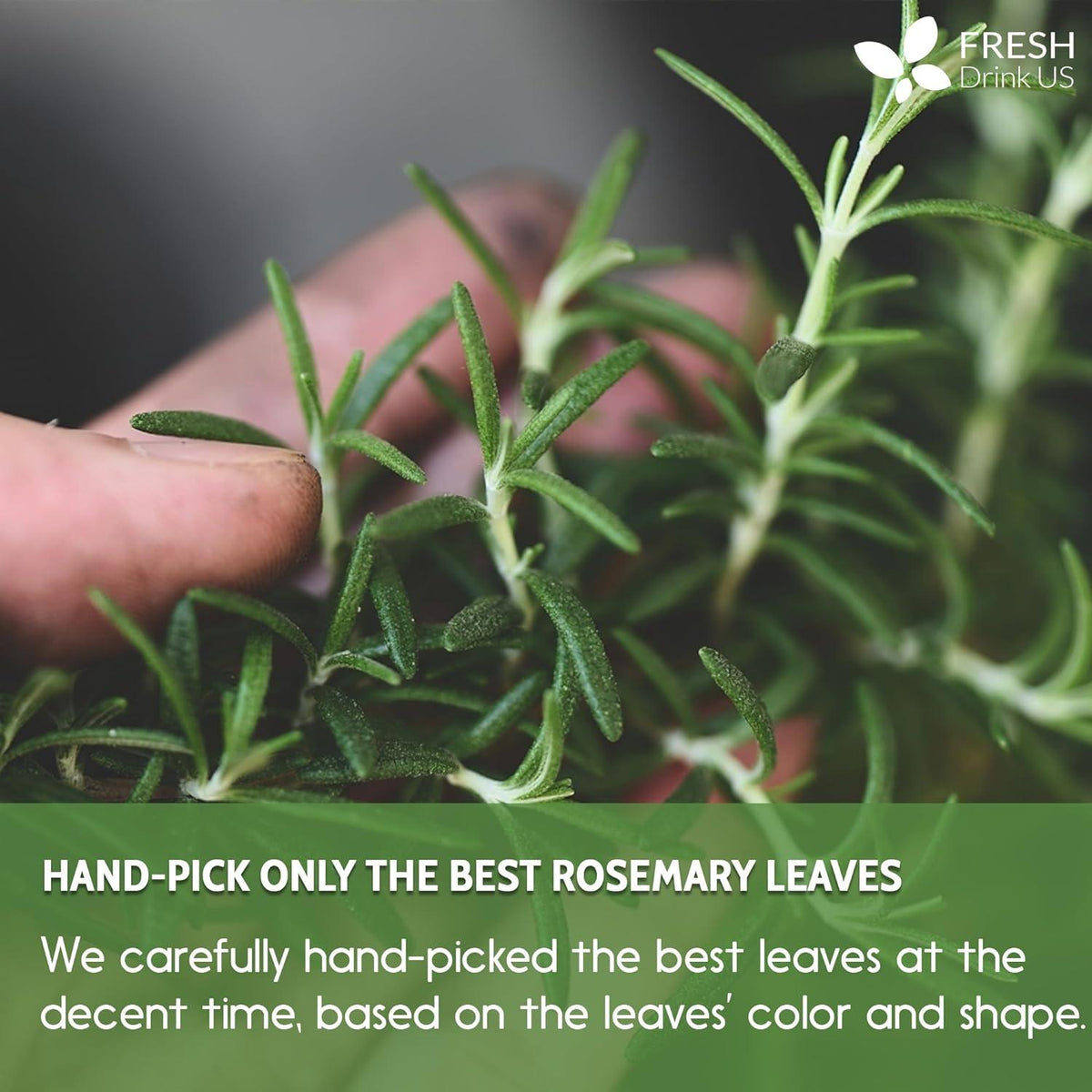Premium Rosemary Leaves, Tea Bags, Powder