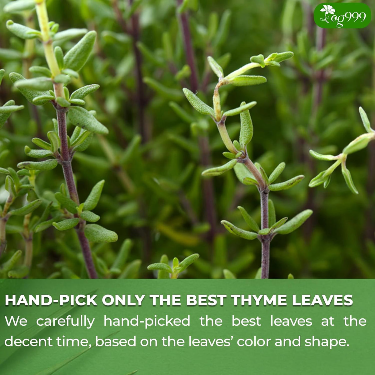 Premium 40 Thyme Leaf Tea Bags, 100% Natural & Pure, Loose Leaf Herbal Tea.