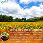 Calendula Tea Bags, 100% Natural and Pure Calendula Flowers, Eco-conscious Tea Bags. Calendula Flower Herbal Tea. No Sugar, No Caffeine, No Gluten, Vegan.