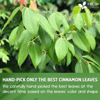 Cinnamon Leaves