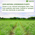 Lemongrass Tea Bags