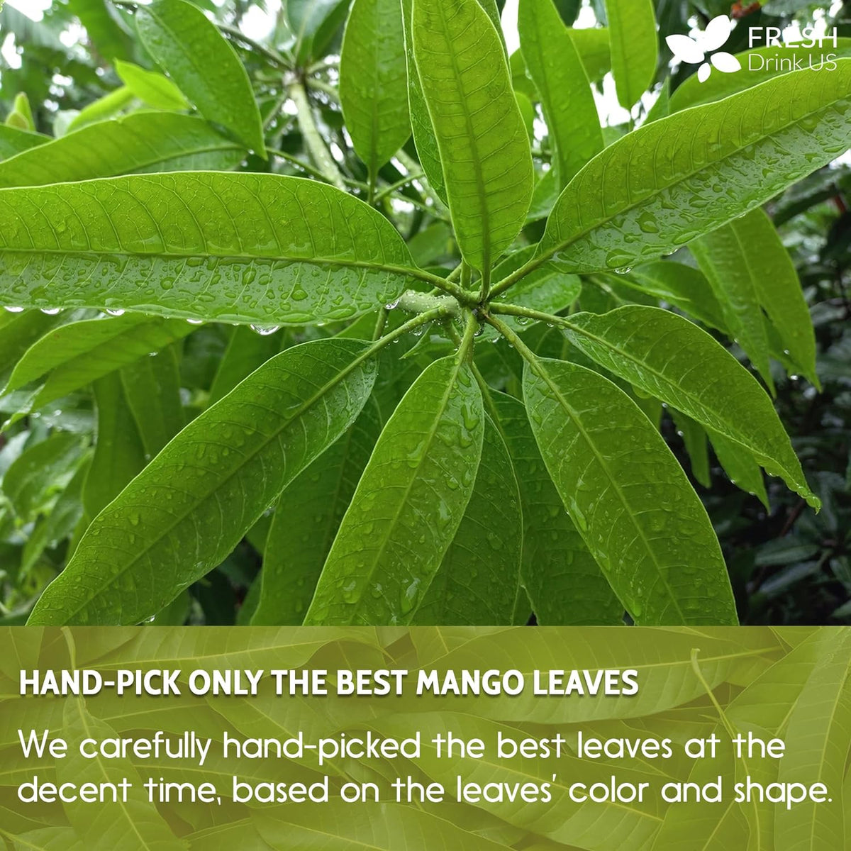 Mango Leaf, Whole Dried Leaves, Tea Bags, Powder, 100% Natural & Pure from Mango Leaves. Mango Dried Leaves. Loose Leaf Mango Herbal Tea. Mango Leaf Tea. No Sugar, No Caffeine, No Gluten, Vegan.