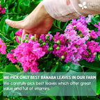 Natural Banaba Dried Leaves, Tea Bags, Powder