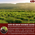 Premium Red Rooibos Tea Bags