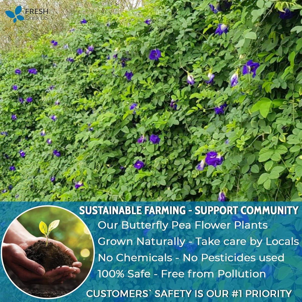 Premium Butterfly Pea Flowers Tea Bags