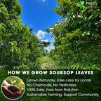 Premium Soursop Leaves Tea Bags