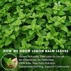 Premium Lemon Balm Leaf Tea Bags