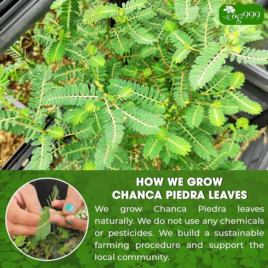 Dried Chanca Piedra Leaves, Chanca Piedra Tea “Stone Breaker” Tea Bags