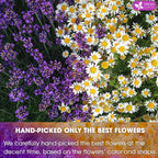 Premium Chamomile Lavender Tea Bags