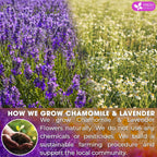 Premium Chamomile Lavender Tea Bags