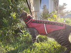 SpikeVest for Cats