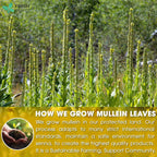 Mullein Leaf Tea Bags